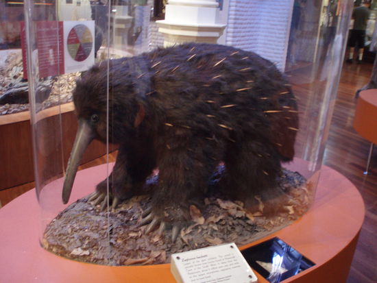 Eines der Riesenbeuteltiere, die einmal Australien bewohnten: Ein großer Schnabeligel