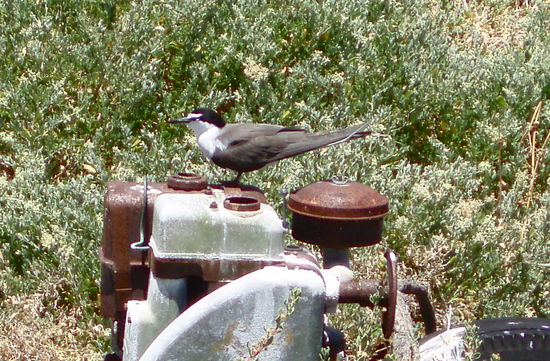Hier leben viele Crested Terns (Eilseeschwalben)