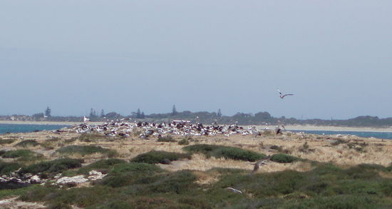 Es gibt auch eine große Pelikankolonie