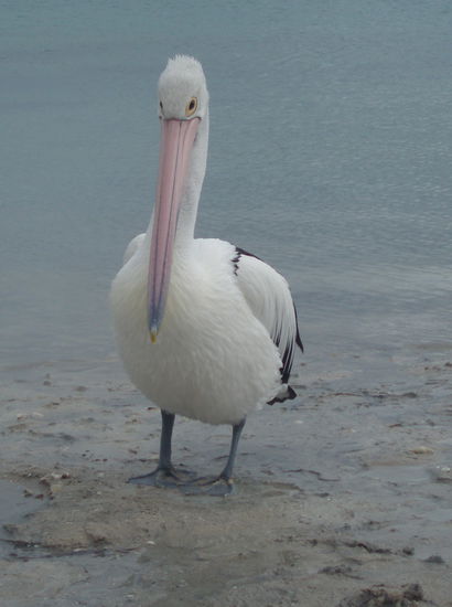 In Monkey Mia gibt's nicht nur Delfine - die Pelikane sind auch cool!