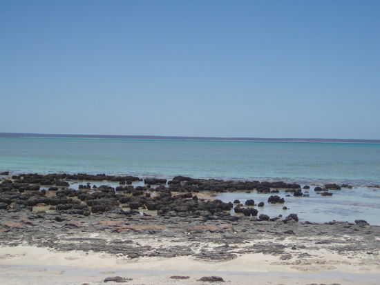 Die Stromatolithen am Hermelin Pool