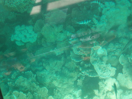 Blick durch den Glasboden des Bootes - immer wieder faszinierend, diese andere Welt dort unten!