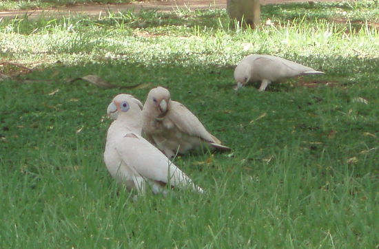 Little Corellas