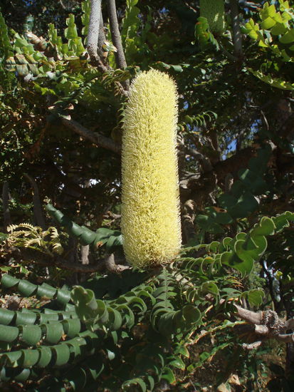 Eine von vielen Banksia-Arten