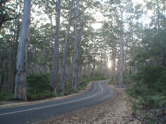 In den Karri-Wäldern