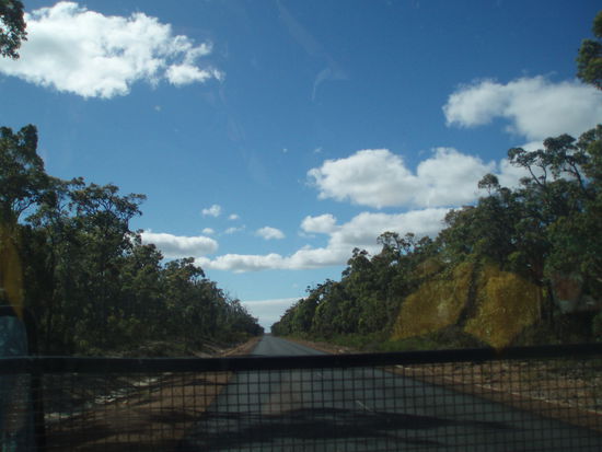 Fahrt durch den "normalen" Eukalyptuswald - aber auch sehr, sehr schön!