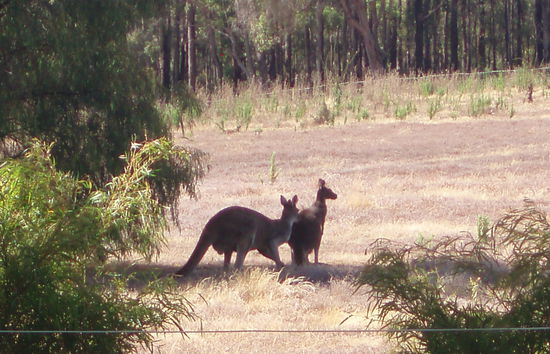 Australische Ikonen: Kängurus...