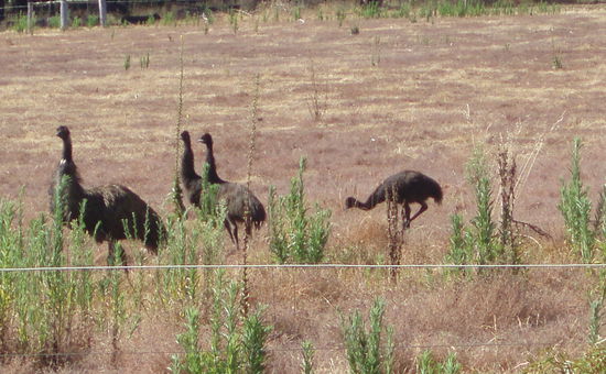 ...und Emus