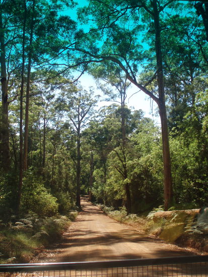 Ankunft im Karri-Wald