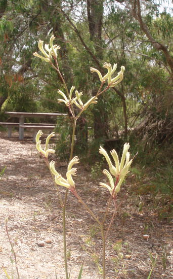 Gelbe Kängurupfote - die rote Version ist die Nationalpflanze Westaustraliens