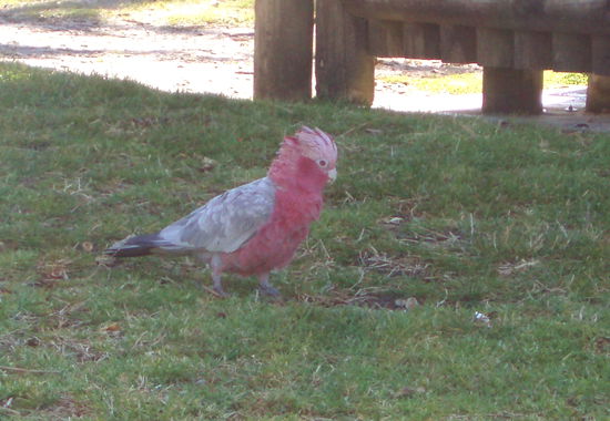 Ein Galah