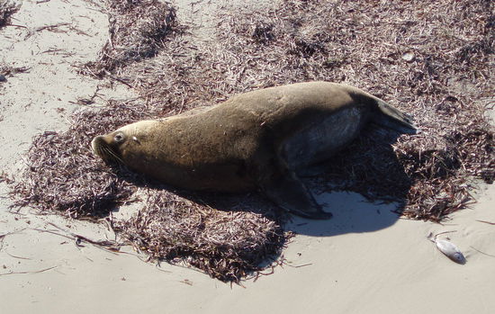 Hier hält sich oft dieser Seelöwe auf