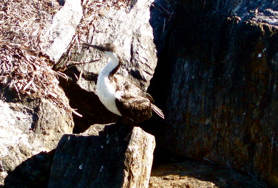 Auch Kormorane kann man beobachten