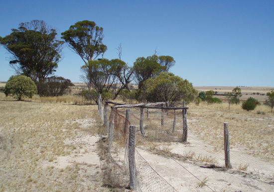 Rabbit-proof fence