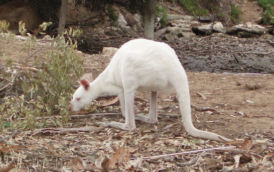 In Bordertown gibt es einen kleinen Wildpark mit Albino-Kängurus. Eigentlich ein Fehler der Natur, haben sie es in freier Wildbahn schwer, da ihr Fell sie kaum gegen die Sonne schützt und sie an Sonnenbränden und Hautkrebs leiden. Hier werden sie extra gezüchtet, was ich aber nicht besonders gut finde.