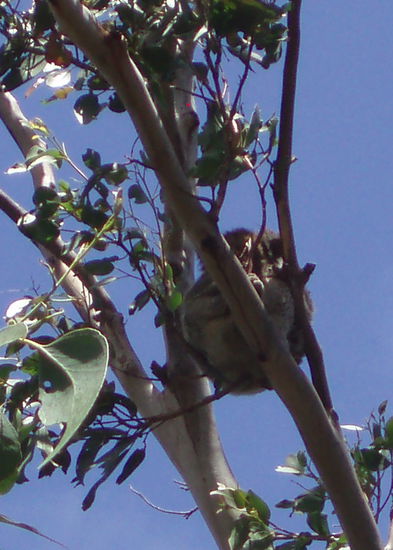 Juhu - zum ersten Mal sah ich wirklich frei lebende Koalas