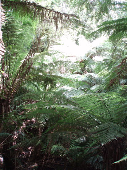 Wanderung im Great Otway NP