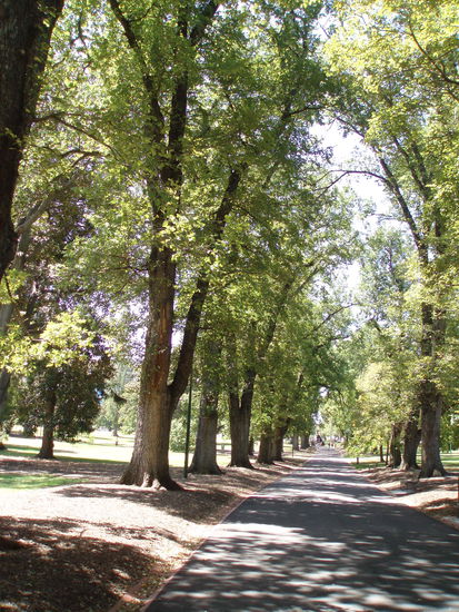 Die Fitzroy Gardens muten sehr europäisch an, da hier europäische Laubbäume gepflanzt wurden.