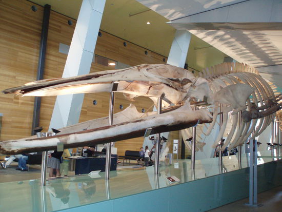 Ein riesiges Blauwal-Skelett