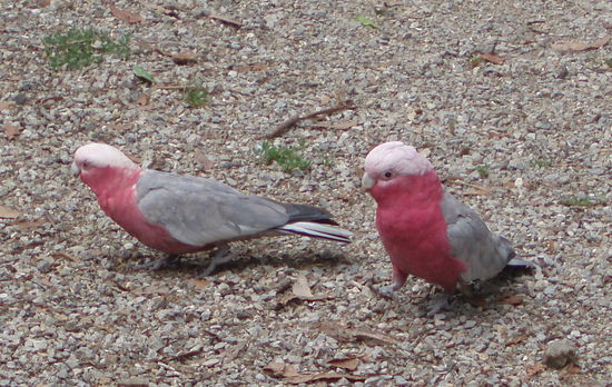 Galahs