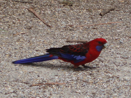 Crimson Rosella