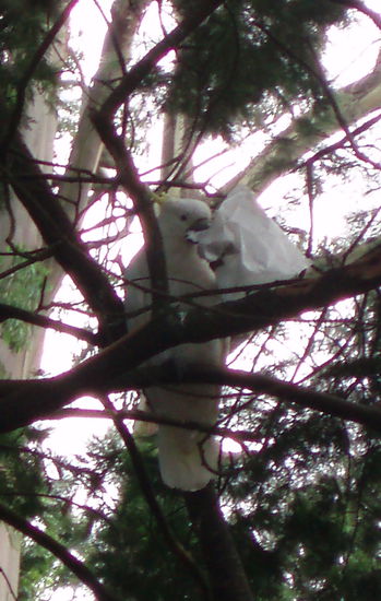 Dieser schlaue Kerl holte sich einfach die ganze Futtertüte vom Tisch 