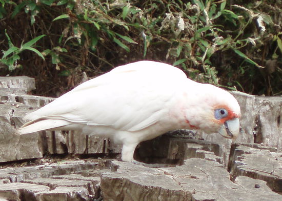 Little Corella