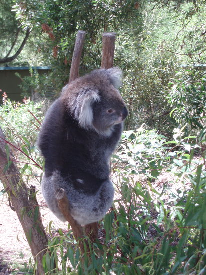 Hier waren die Koalas zur Abwechslung mal wach 
