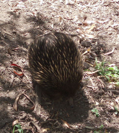 Ein Echidna - leider ging da mein Wunsch nicht in Erfüllung, und auf keiner meiner Reisen sah ich ein wildes, außer tote am Straßenrand 