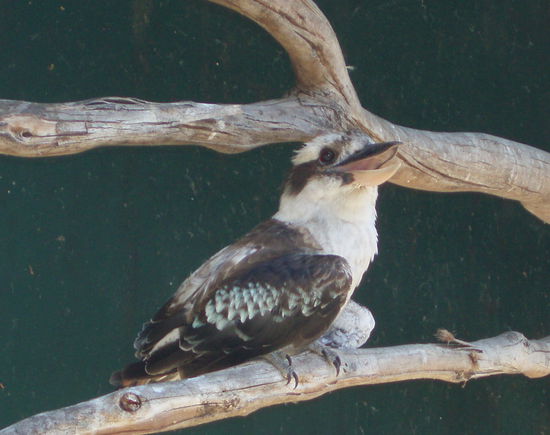 Kookaburra im Moonlit Wildlife Park