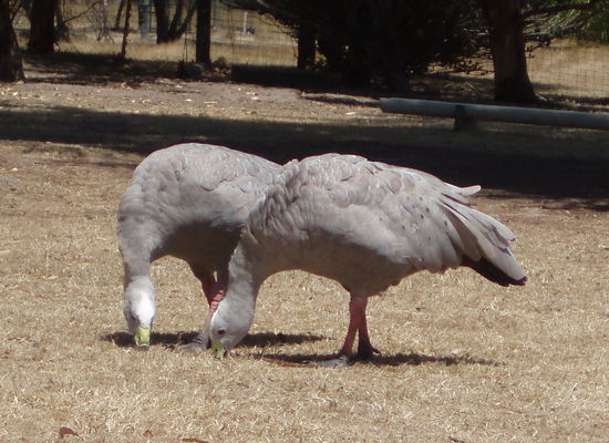 Cape Barron Gänse - sie leben hier wild