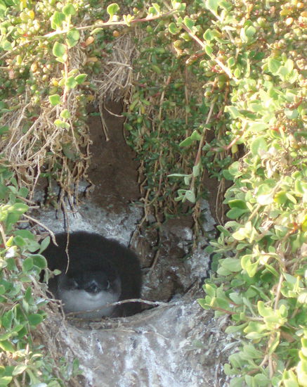 Wir sahen einen Pinguin in seiner Höhle!