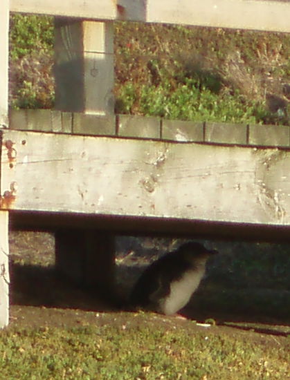 Und einen weiteren unter dem Holzsteg