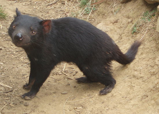 Tasmanischer Teufel