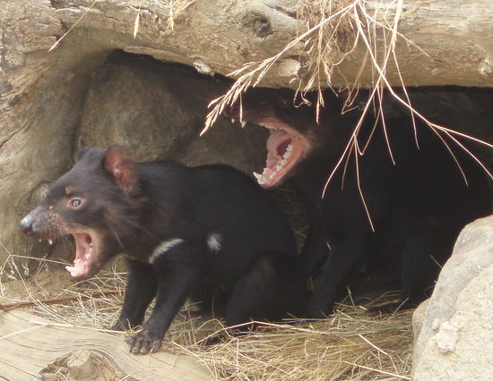 Dieses Bild zeigt, warum die Tiere Teufel heißen - man stelle sich zum aufgesperrten Mäulchen noch ein durchdringendes Kreischen und Fauchen vor 