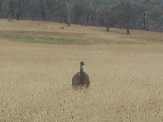 Auf der Weiterfahrt: Ein Emu im Kornfeld 