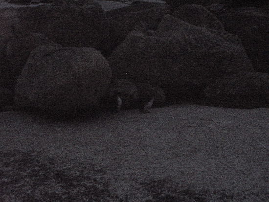 Dieses Foto habe ich ohne Blitz gemacht und nachträglich am Computer aufgehellt - ich glaube man erkennt wenigstens die beiden weißen Bäuche der Pinguine 