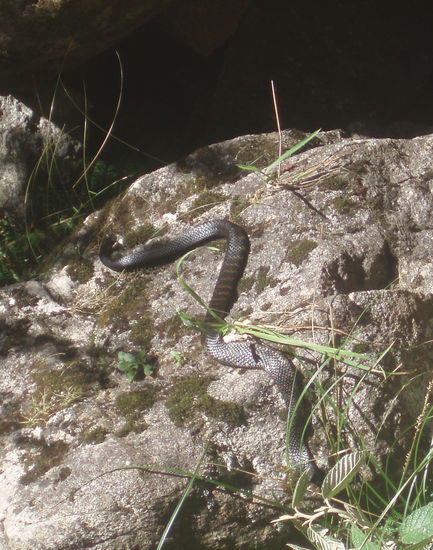 Mein erstes Foto von einer Schlange. Es ist eine Tigerschlange, und sie ist giftig, aber wenn man sie einfach in Ruhe auf ihrem Stein liegen lässt, passiert nichts.
