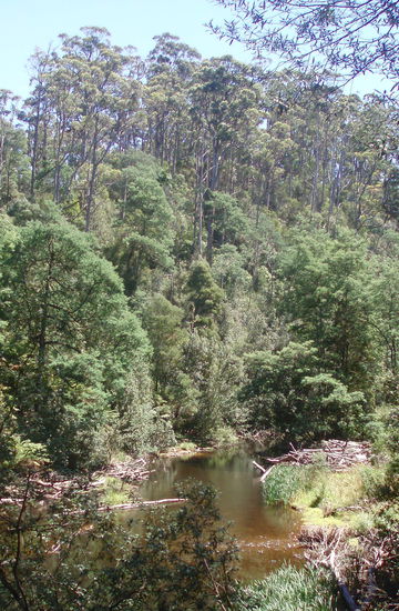 In Burnie hatten wir Lunch im Wald an einem kleinen Fluss, wo wir eine kurze Wanderung machten