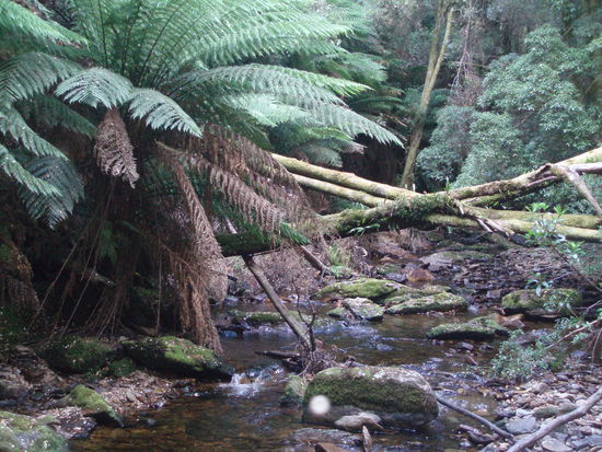 Wanderung im Regenwald