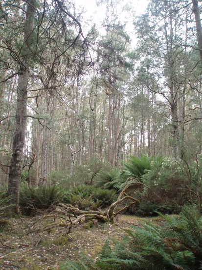 Wanderung in Tarraleah