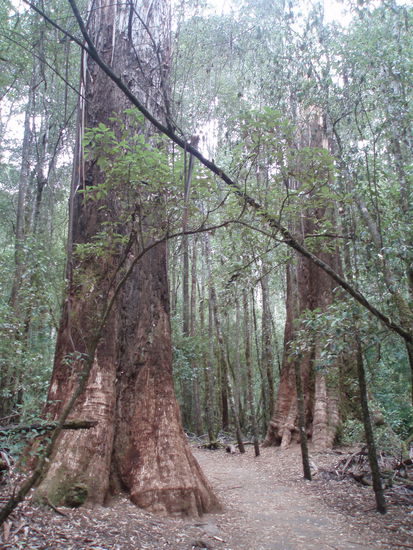 Spaziergang bei den Russell Falls