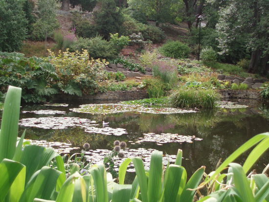 Hobarts botanischer Garten liegt im Norden der Stadt und es erfordert einen ziemlichen Fußmarsch, um dorthin zu kommen. Aber es lohnt sich!