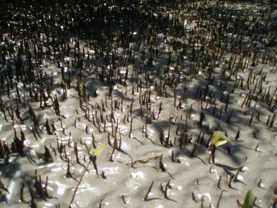 Die Wurzeln der Mangroven wachsen aus dem Schlamm heraus, da der Boden so sauerstoffarm ist