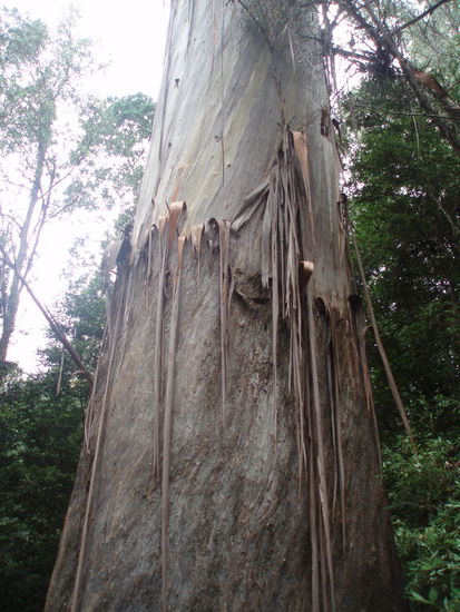 Wir hielten kurz am "Arve Big Tree", einem 87m hohen Eukalyptusbaum am Arve River