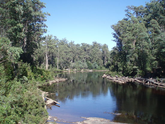 Tahune Forest