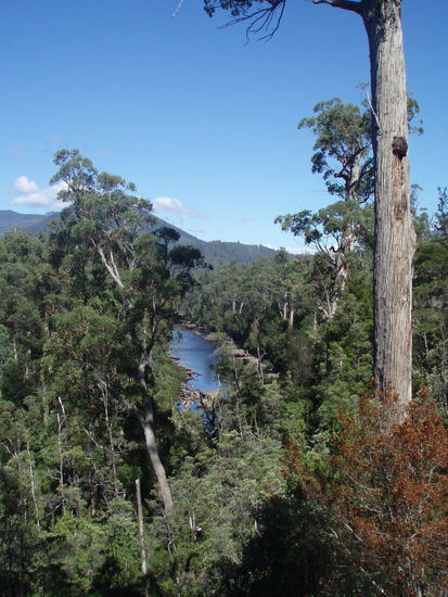 Vom Tree Top Walk aus hat man tolle Ausblicke auf die umliegenden Flüsse und Wälder