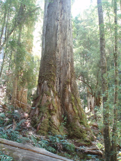 Immer wieder unglaubliche Baumriesen...