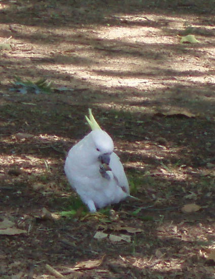 Gelbhaubenkakadu