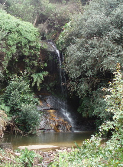 Lyrebird Dell, eine Lichtung auf der Lyrebirds leben. Leider sah ich keine, aber der Ort war trotzdem wunderschön und idyllisch.